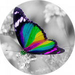 breakthrough-butterfly